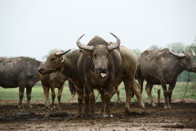 Buffalo in the rice field in thailand,farming, raising buffalo for sale