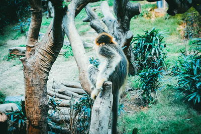 View of tree trunk in zoo