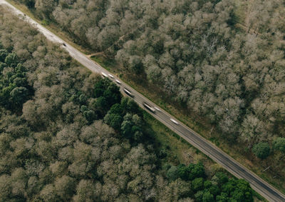 High angle view of trees by road