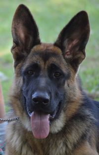 Close-up portrait of a dog