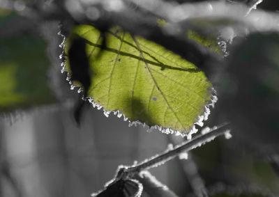 Close-up of frozen leaf during autumn