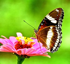 Close-up of butterfly pollinating on pink flower