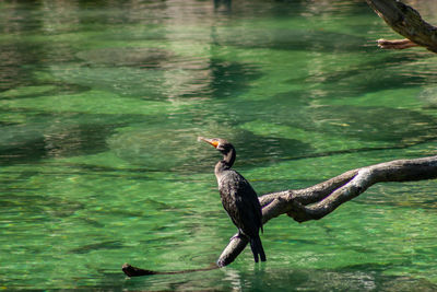 Bird perching on a lake