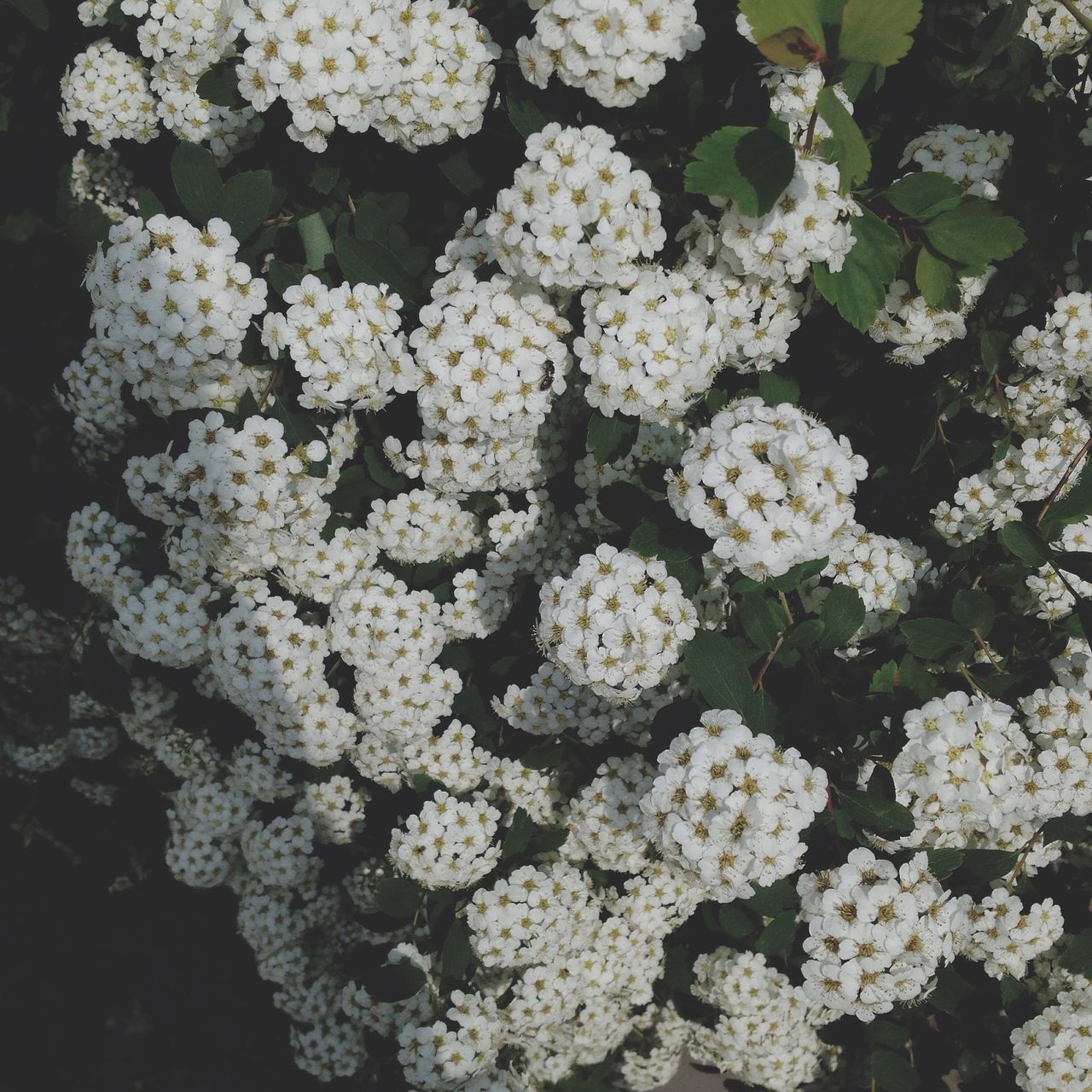 flower, freshness, fragility, growth, petal, beauty in nature, white color, flower head, nature, plant, full frame, blooming, high angle view, backgrounds, close-up, abundance, in bloom, no people, blossom, outdoors