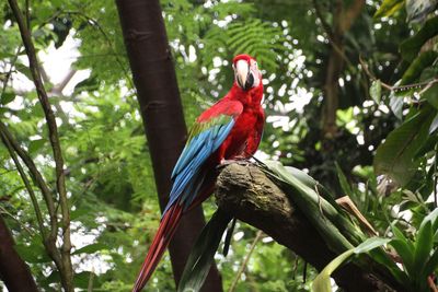 Low angle view of parrot perching on tree