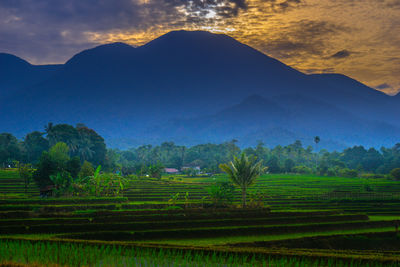 environment