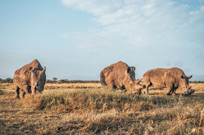 Rhino sitting under tree