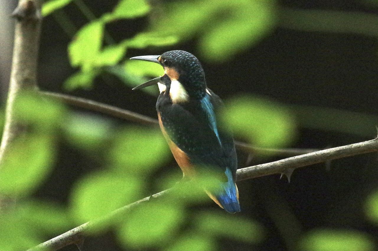 CLOSE-UP OF BIRD PERCHING ON TREE