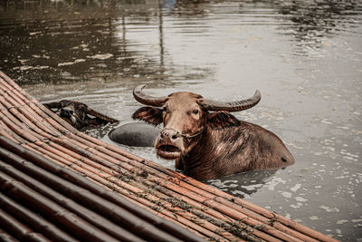 Portrait of a horse in a water