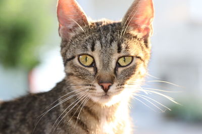 Close-up portrait of cat