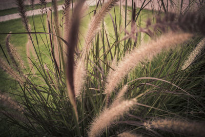 Close-up of grass on field