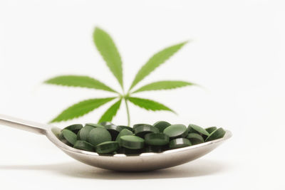 Close-up of green plant against white background