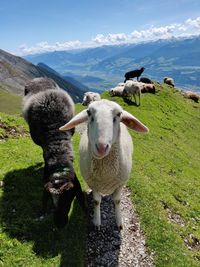 Sheep on mountains overlooking innsbruck