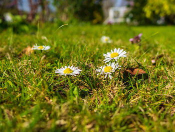 Close-up of white daisy flowers on field