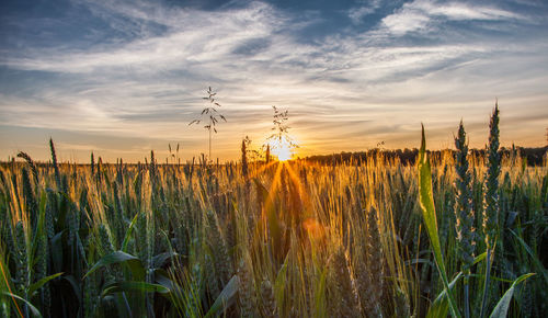 Close-up of plants growing on field against sky