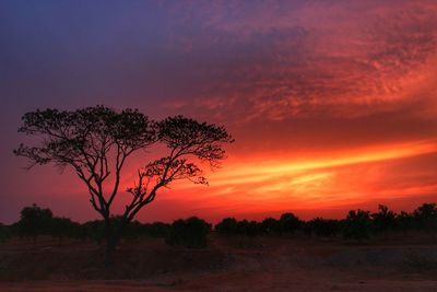 Silhouette tree against sky during sunset