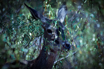 Deer in a forest