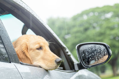 Brown dog  golden retriever sitting in the car at the raining day. traveling with animal concept