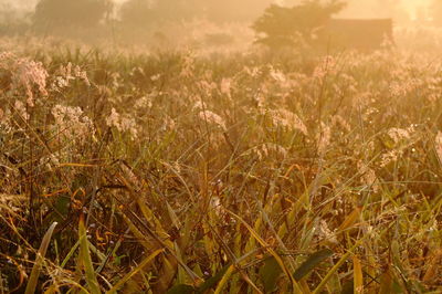 Close-up of grass on field