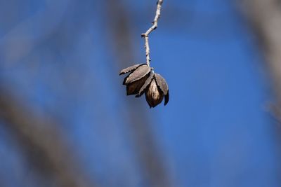 Close-up of leaf against sky