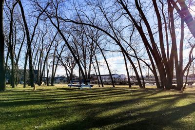 Trees on field against sky