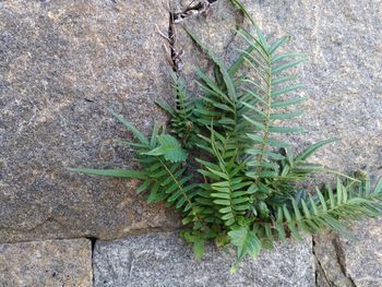 High angle view of stone wall