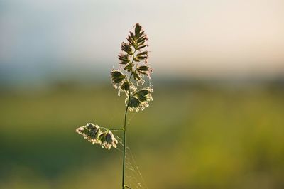 Close-up of wilted plant