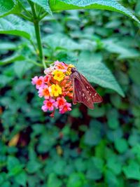 Close-up of butterfly on plant