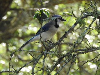 Low angle view of bird perching on tree