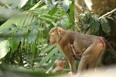 Monkey sitting on tree