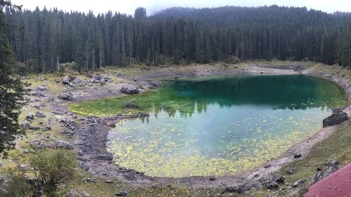 Scenic view of lake in forest
