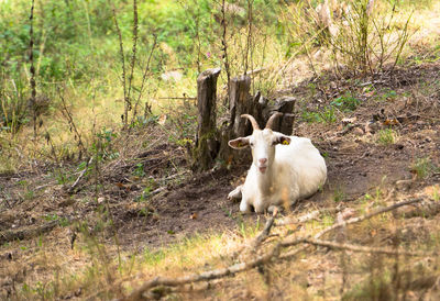 Sheep standing in a field