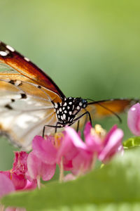 Close-up of butterfly on pink flower