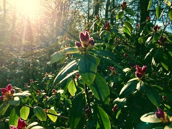 Close-up of red flowering plant against bright sun