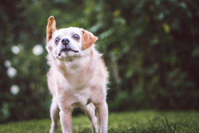 Portrait of a dog on field