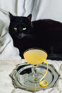 Bee's knees honey, lemon, gin cocktail with lounging black cat