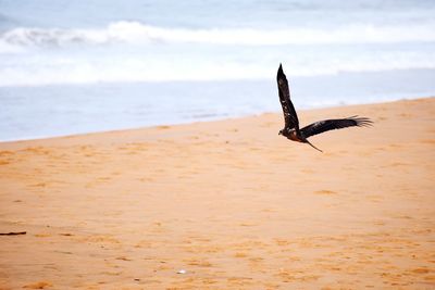 Seagull flying over a beach