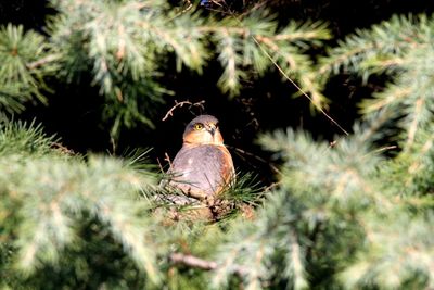 Close-up of bird perching on plant