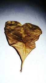 Close-up of dry leaf on white surface