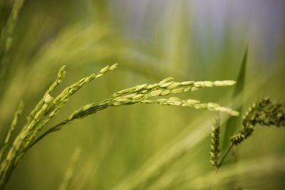 Close-up of wheat growing on field