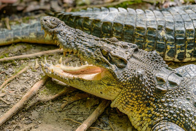 Close-up of a lizard