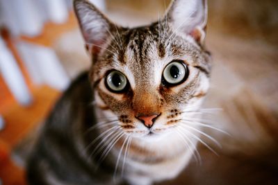 Close-up portrait of cat