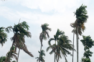 Low angle view of coconut palm trees against sky