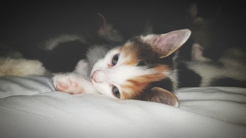 Close-up of cat sleeping on bed