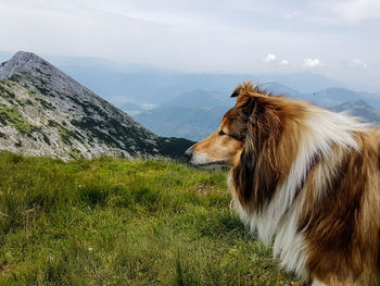 Side view of rough collie standing on mountain