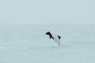 Dolphin diving in sea