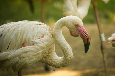 Close-up of bird