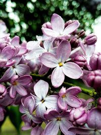 Close-up of pink flowers