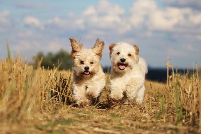 Two dogs on field