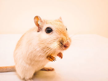 Close-up of rabbit over white background